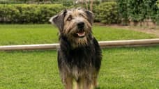 LADY AND THE TRAMP Hi-Res Stills Put The Spotlight On The Canine And Human Casts