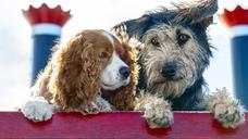 LADY AND THE TRAMP: Every Day Can Be An Adventure In A New Official Trailer For The Disney+ Original Movie