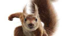 FLORA & ULYSSES Review; Matilda Lawler Soars In This Fun, If Somewhat Clichéd, Take On Superheroes