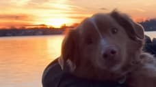 GOOD BOY Horror Movie Trailer Releasing October 3rd 2025