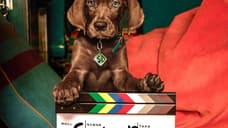 Scooby-Doo: Origins Officially Wraps Filming With A New Look At Scoob & The Mystery Inc. Gang