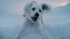 SUPERMAN Star Rachel Brosnahan Talks Lois Lane's Dynamic With Krypto; Possible Trailer Release Date Revealed