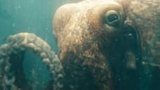 THE BOYS: An Adult Toy Based On... The Deep's Octopus Lover Ambrosius Is Now Available - NSFW