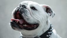 THE BOYS Pays Tribute To Bentley The Bulldog, AKA Terror, Who Passed Away On Monday