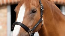 Why all future Avenger movies should cast Horses as the actors