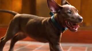 Scooby-Doo: Origins - Netflix Reveals New Look At Live-Action Show's Adorable Canine Star