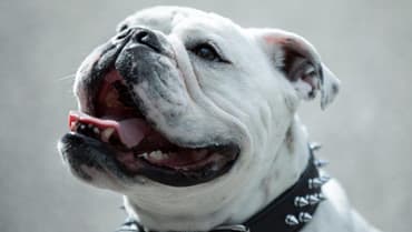 THE BOYS Pays Tribute To Bentley The Bulldog, AKA Terror, Who Passed Away On Monday