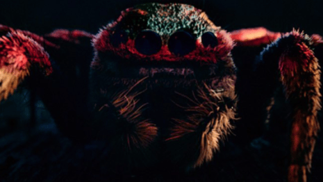 Fan-favorite Mr. Nancy, Orlando Jones fired from American Gods season 3.