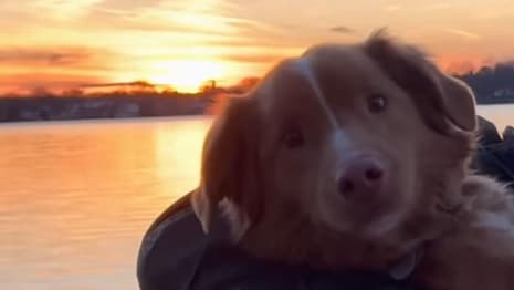 GOOD BOY Horror Movie Trailer Releasing October 3rd 2025