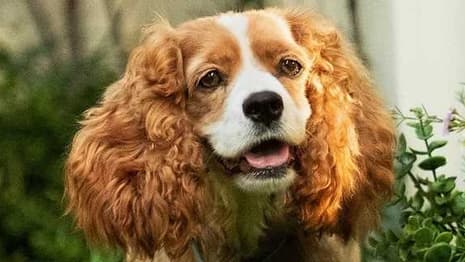 LADY AND THE TRAMP: New Look At The Movie Revealed On Disney twenty-three Magazine Cover