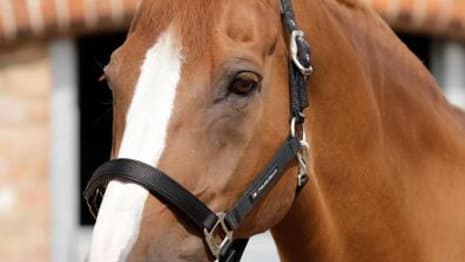 Why all future Avenger movies should cast Horses as the actors