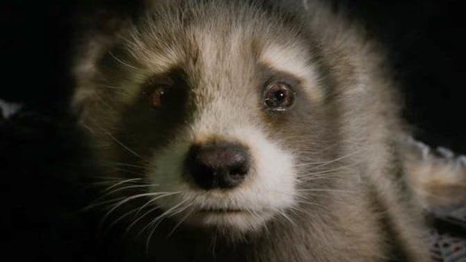 GOTG Vol. 3: Fans Are Very Concerned About Rocket Raccoon After Emotional First Trailer