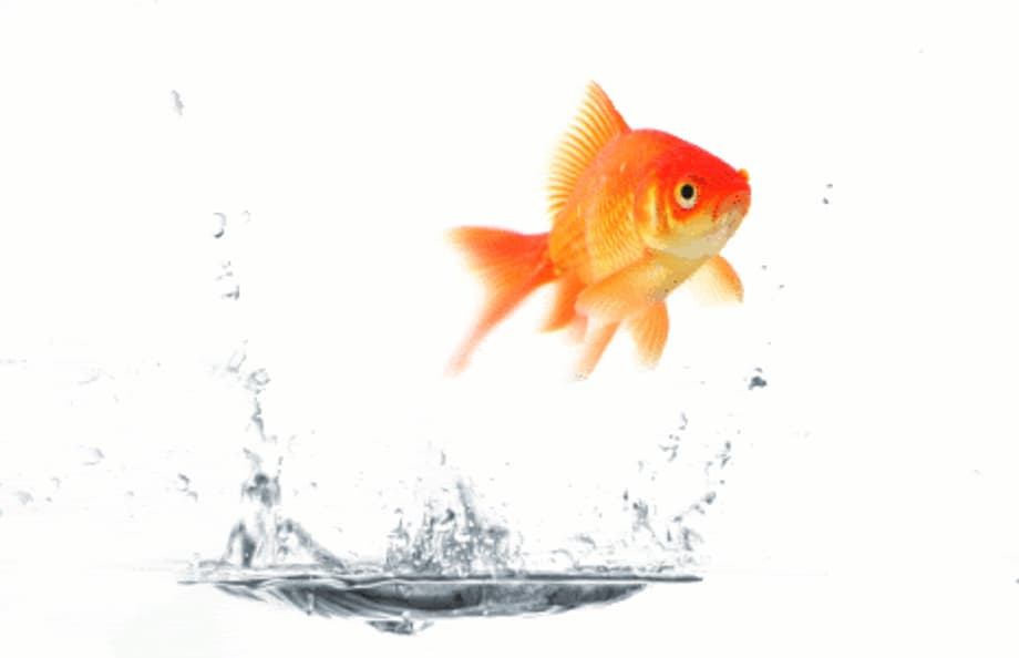 Pez Pictures, Images and Photos