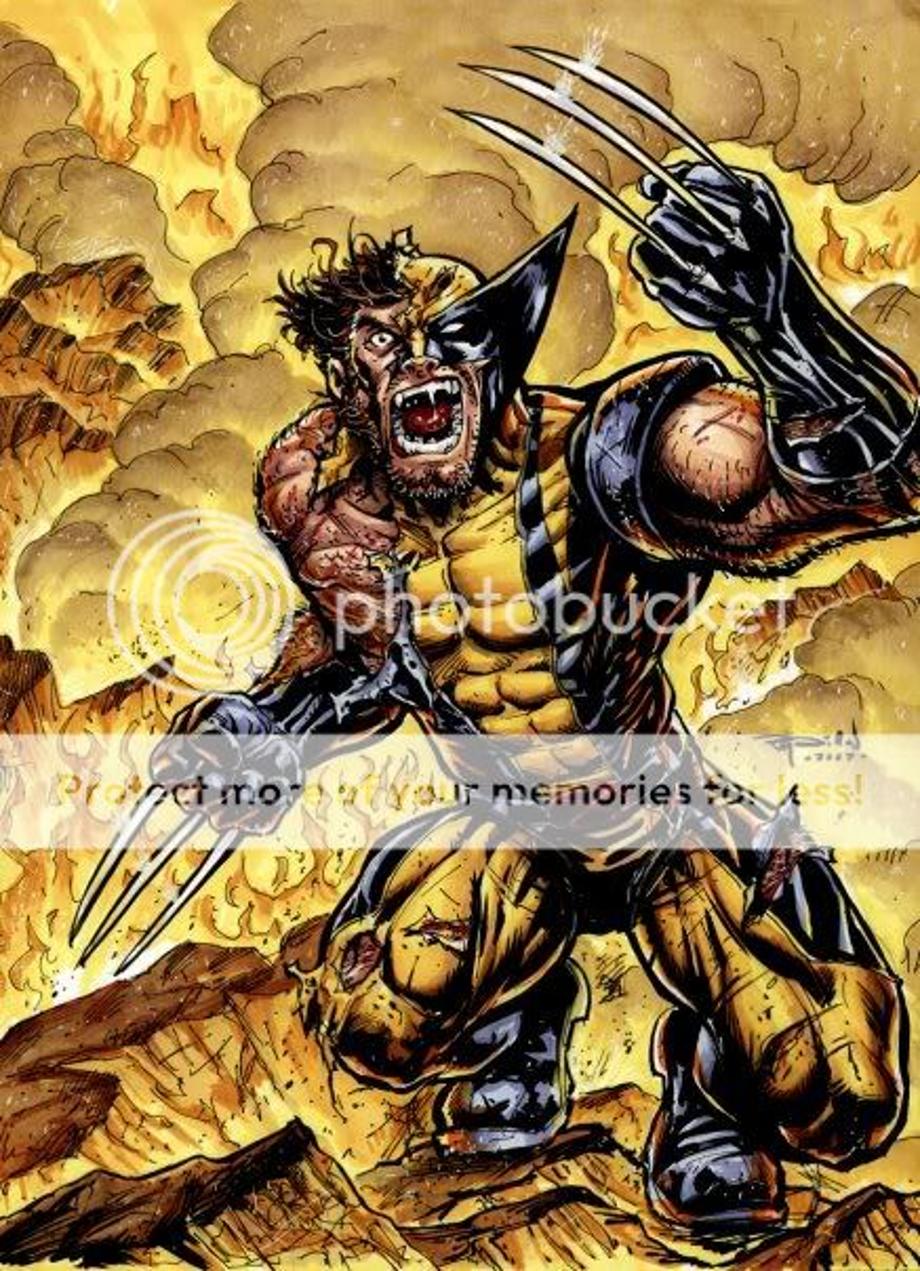 Wolverine Pictures, Images and Photos