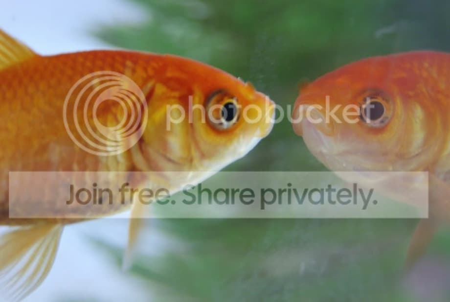 gold fish Pictures, Images and Photos