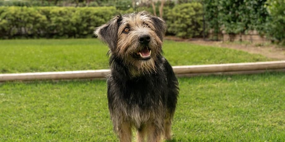 LADY AND THE TRAMP Hi-Res Stills Put The Spotlight On The Canine And Human Casts
