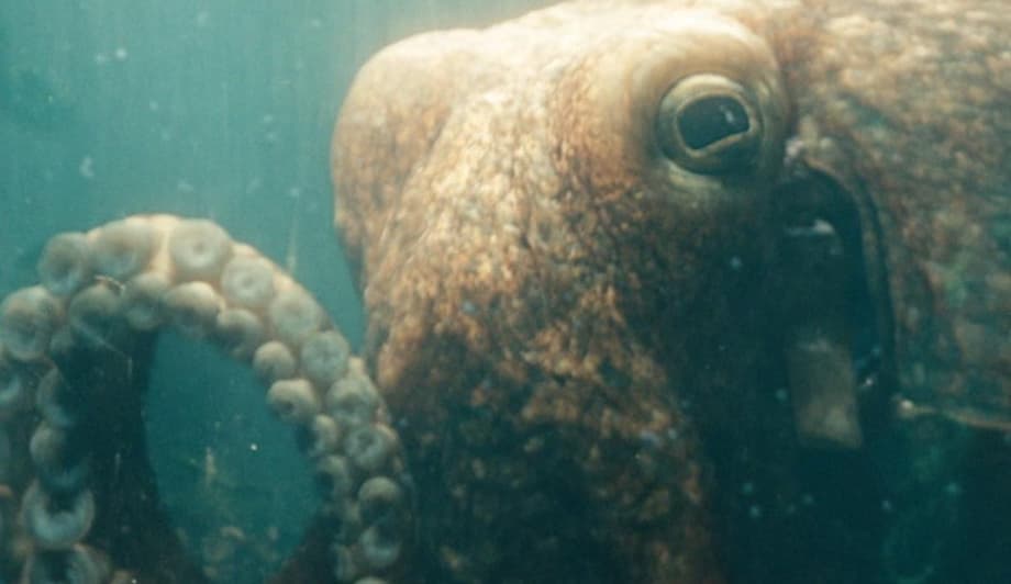 THE BOYS: An Adult Toy Based On... The Deep's Octopus Lover Ambrosius Is Now Available - NSFW