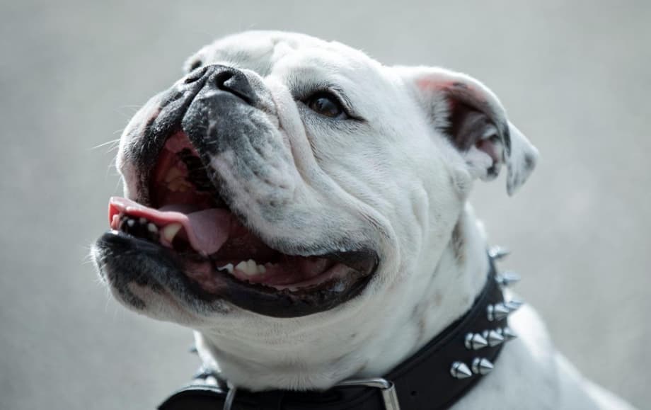 THE BOYS Pays Tribute To Bentley The Bulldog, AKA Terror, Who Passed Away On Monday