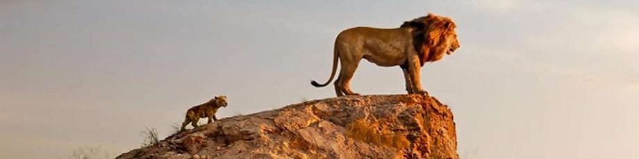 Lion-King