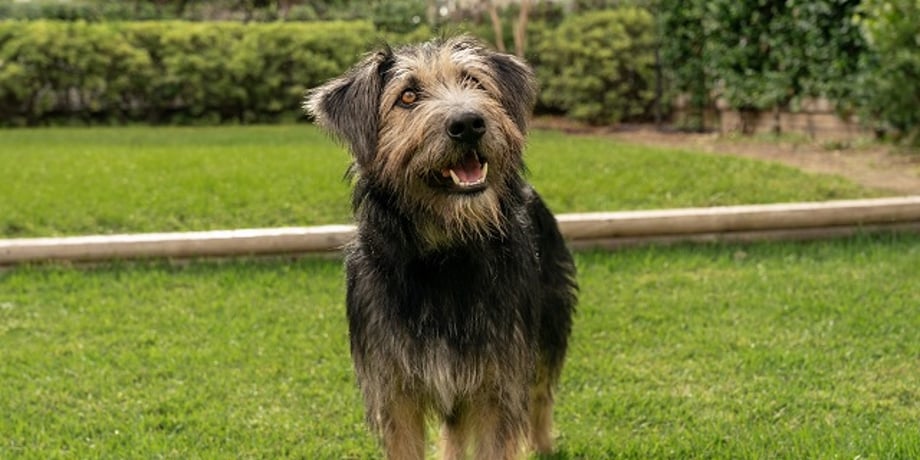 LADY AND THE TRAMP Hi-Res Stills Put The Spotlight On The Canine And Human Casts