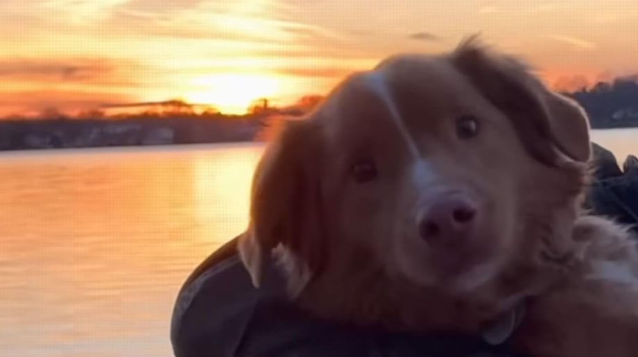 GOOD BOY Horror Movie Trailer Releasing October 3rd 2025