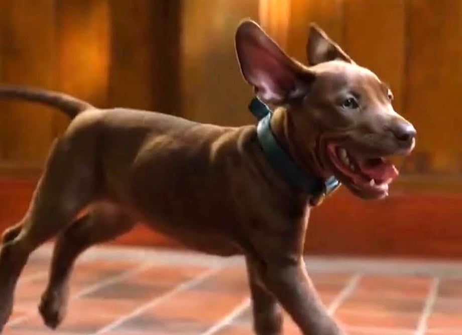 Scooby-Doo: Origins - Netflix Reveals New Look At Live-Action Show's Adorable Canine Star