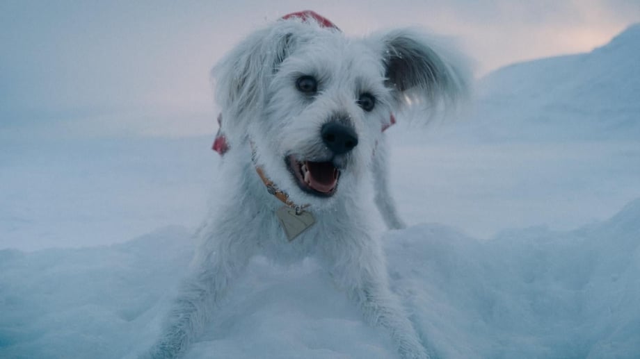 SUPERMAN Star Rachel Brosnahan Talks Lois Lane's Dynamic With Krypto; Possible Trailer Release Date Revealed