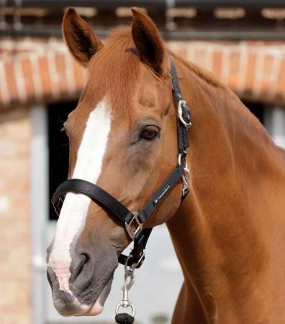 Why all future Avenger movies should cast Horses as the actors