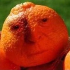 TangerineAlfred